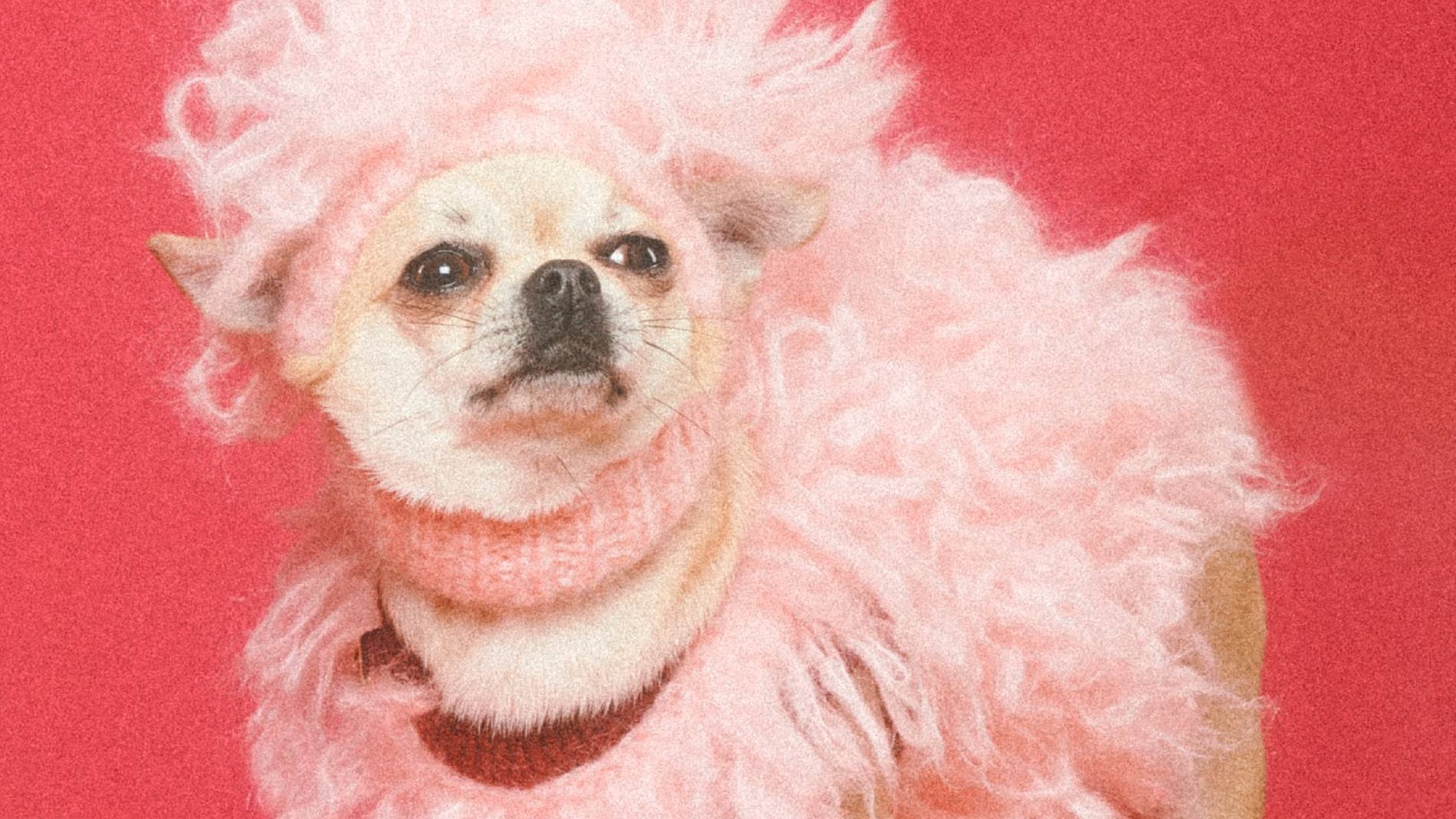 6 Luxury Pet Products For Your Fashionable Furry Friends